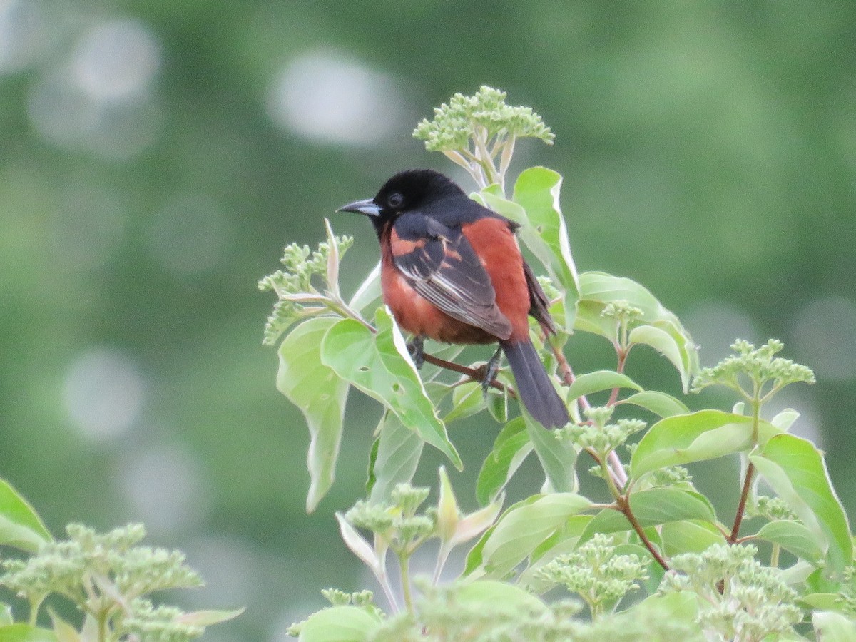 Orchard Oriole - ML617825781