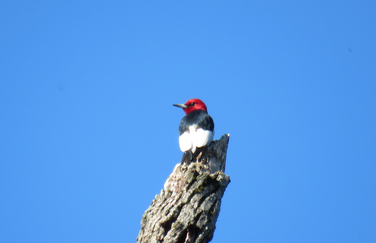 Red-headed Woodpecker - ML617825823