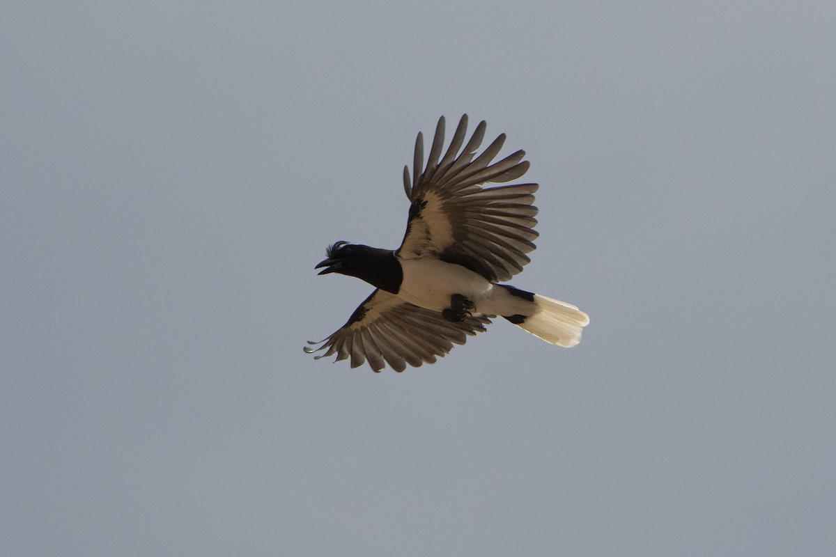 Curl-crested Jay - ML617825830