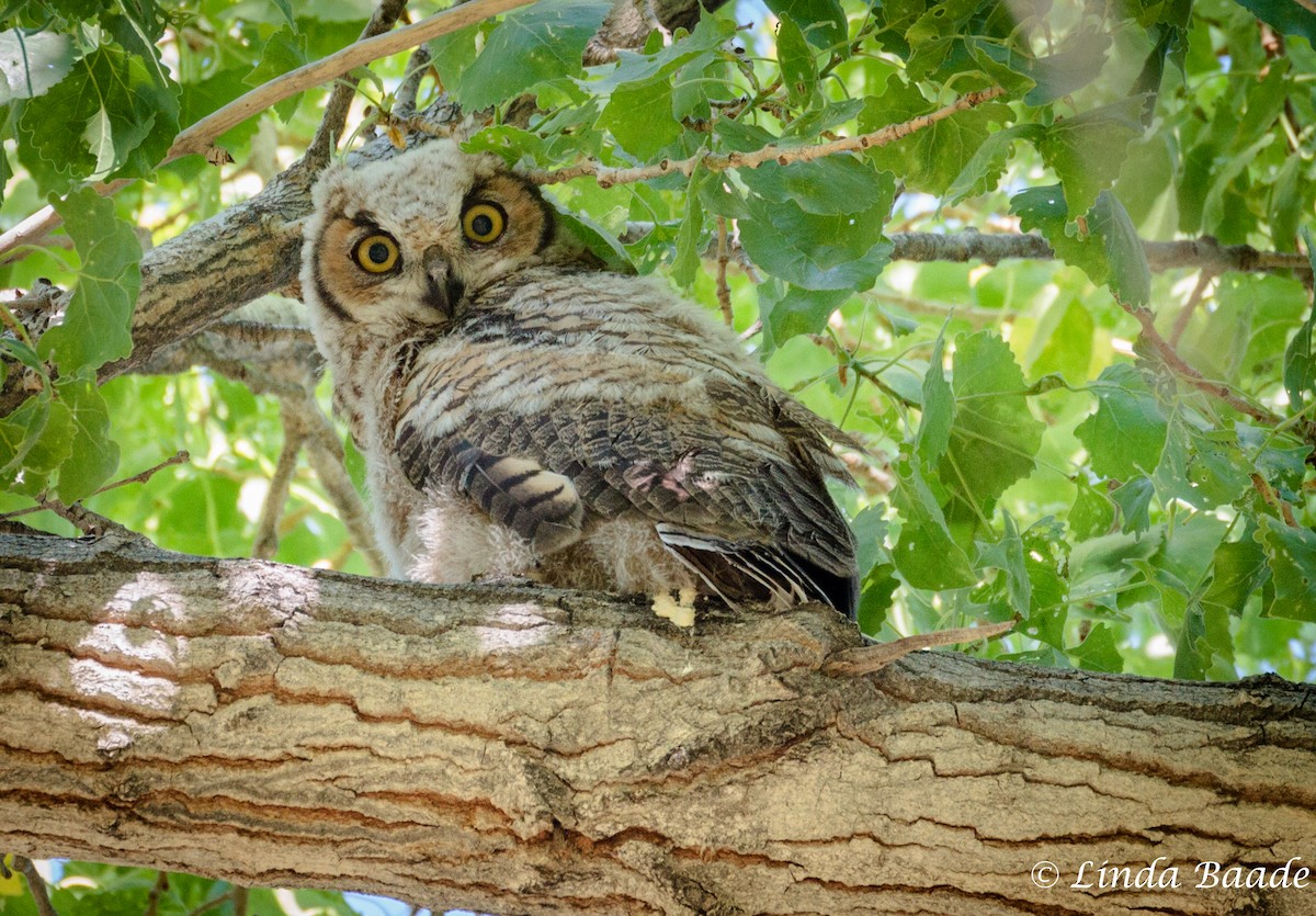Great Horned Owl - ML617825879