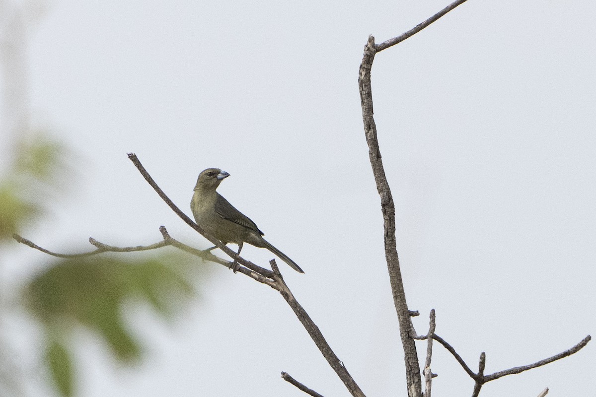 Black-faced Tanager - ML617825903
