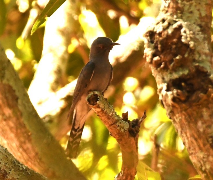Gray-bellied Cuckoo - ML617825928