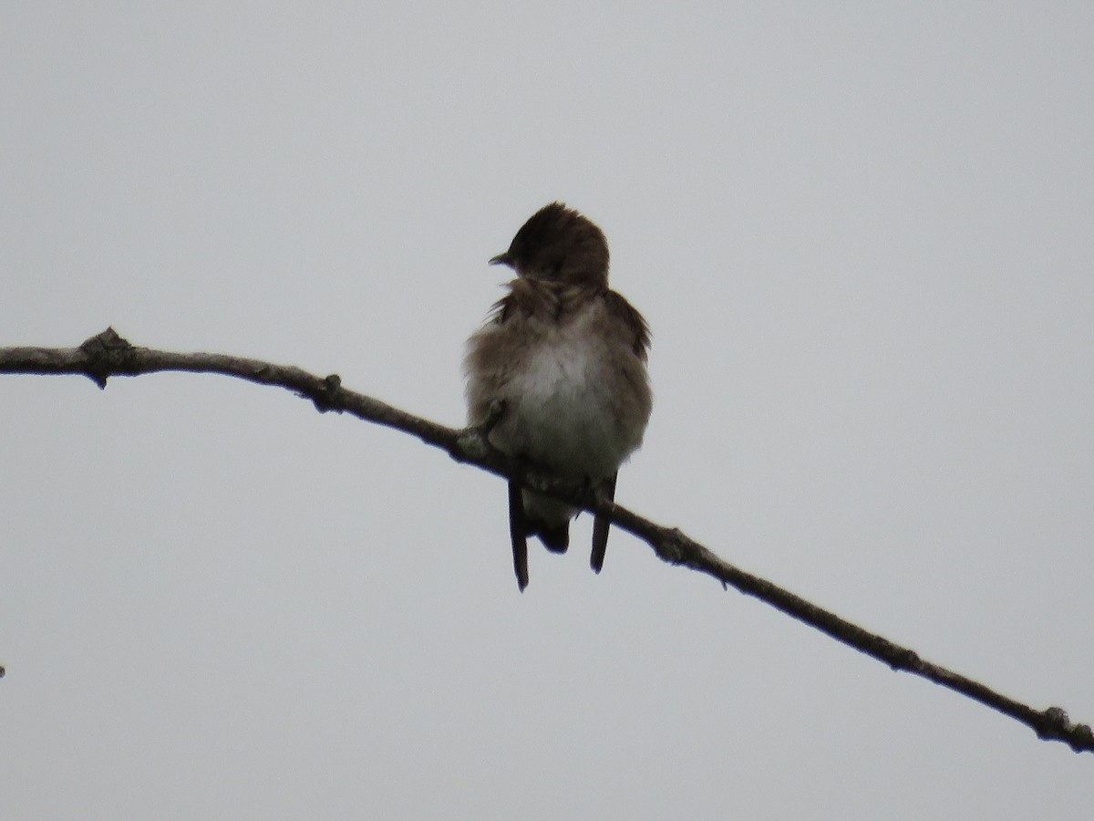 Northern Rough-winged Swallow - ML617825932