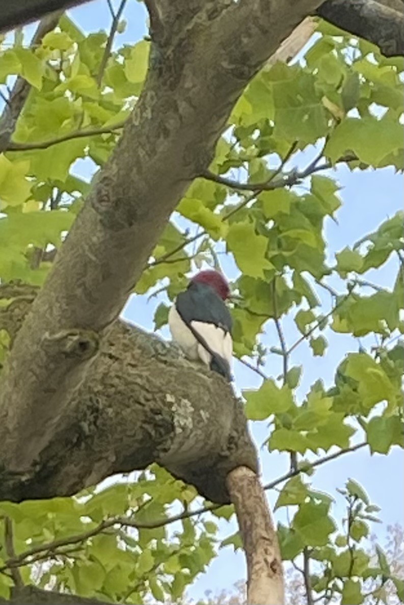 Red-headed Woodpecker - Daniel Klar