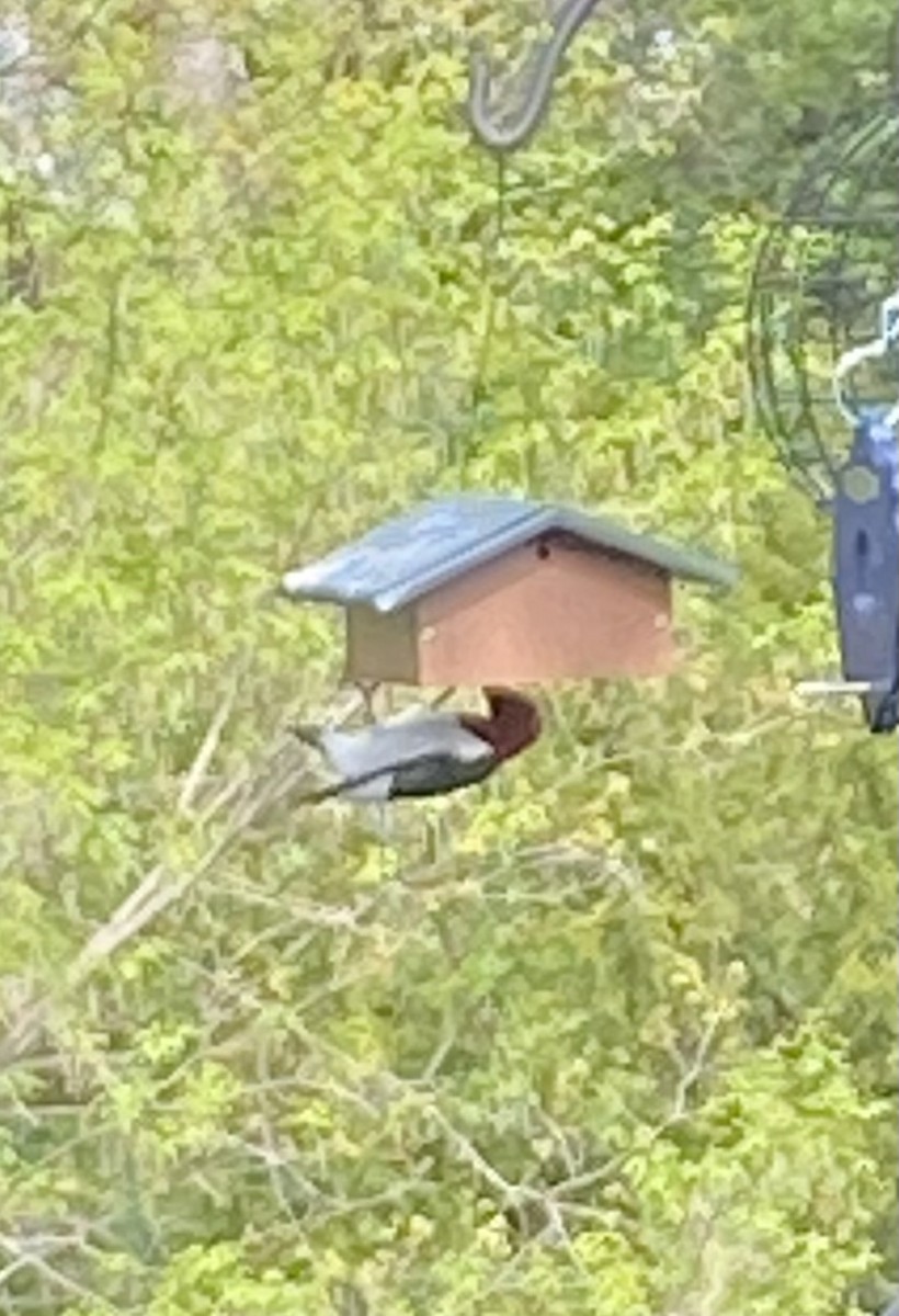 Red-headed Woodpecker - ML617825947