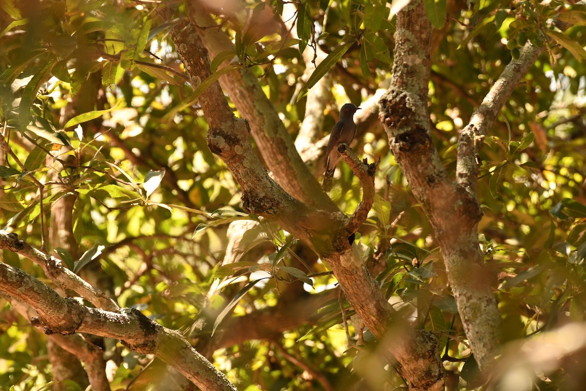 Gray-bellied Cuckoo - Sunanda Vinayachandran