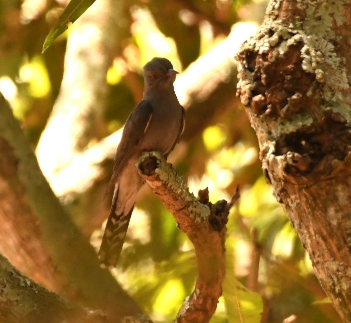 Gray-bellied Cuckoo - ML617826000