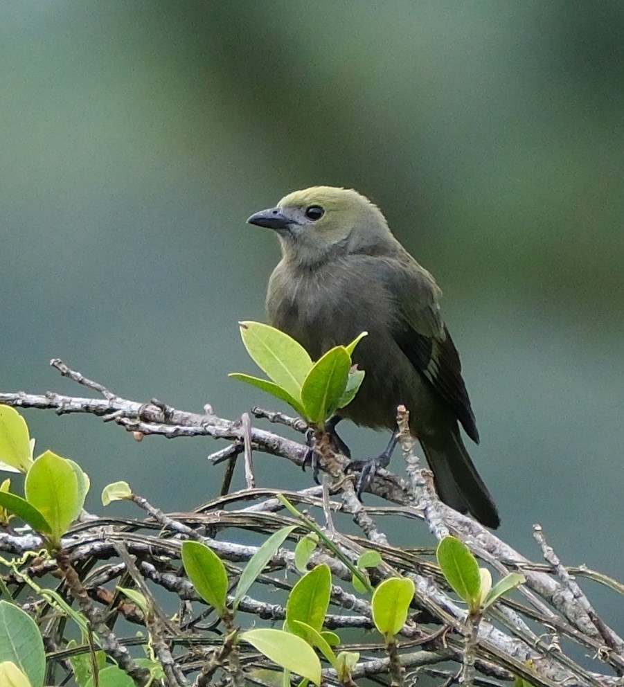 Palm Tanager - ML617826005