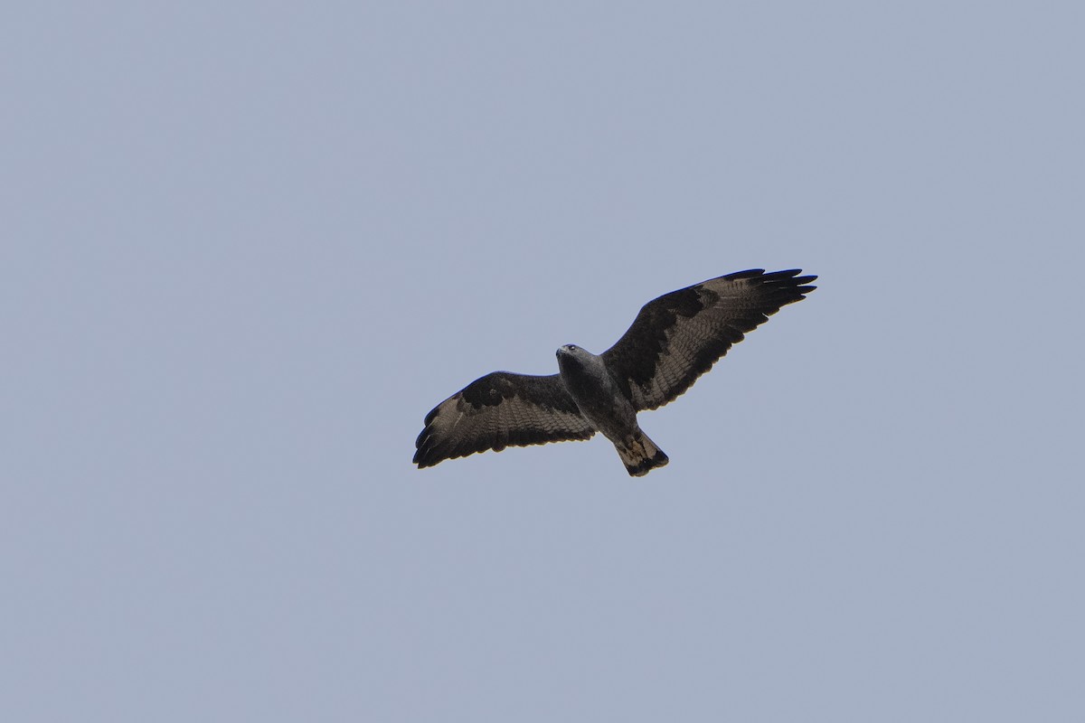 White Hawk (Black-tailed) - ML617826015