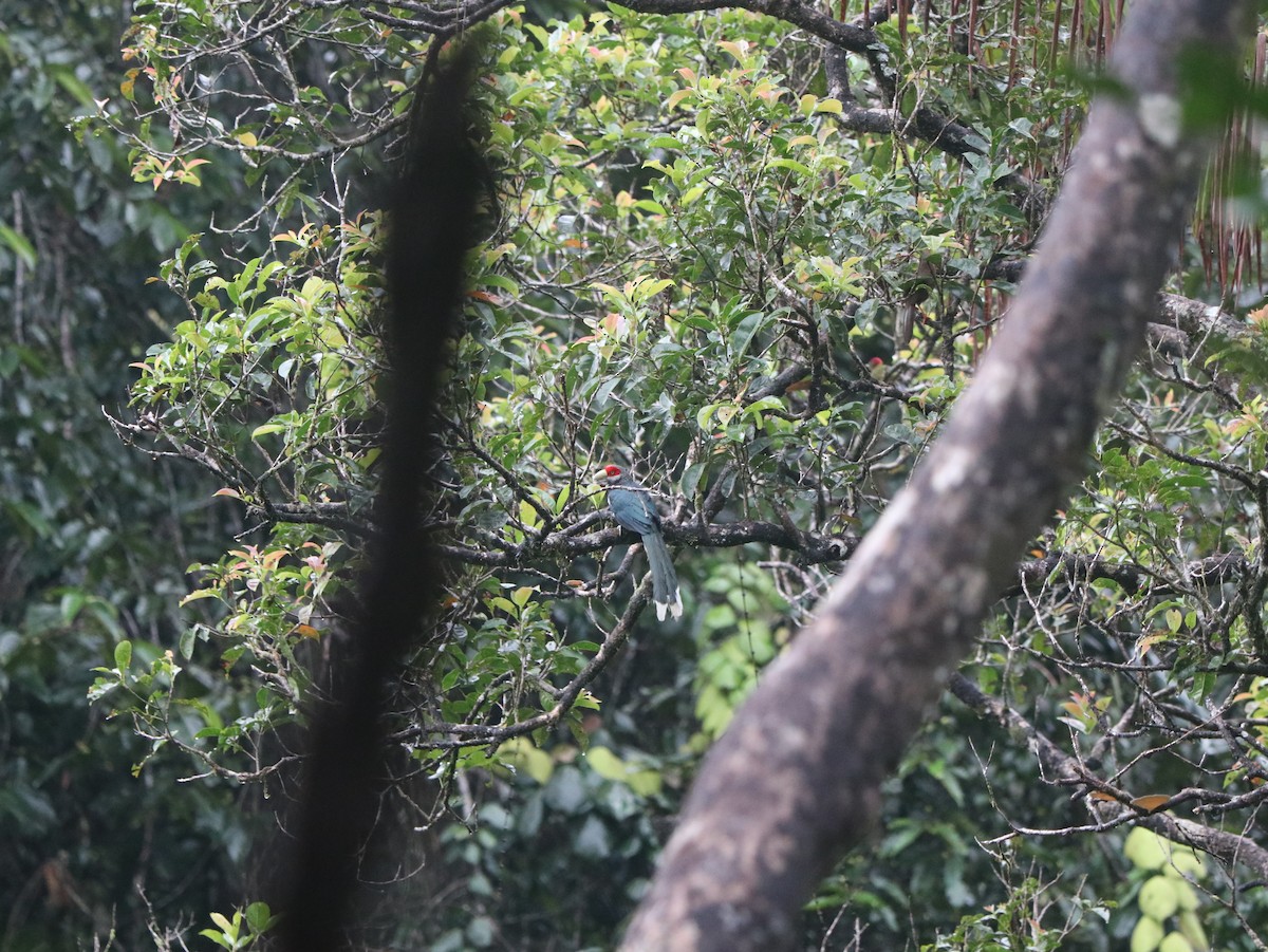 Red-faced Malkoha - ML617826021