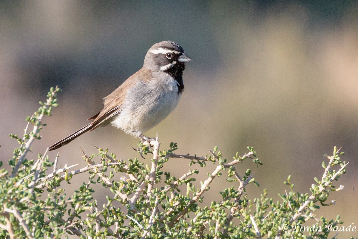 Black-throated Sparrow - Gerry and Linda Baade