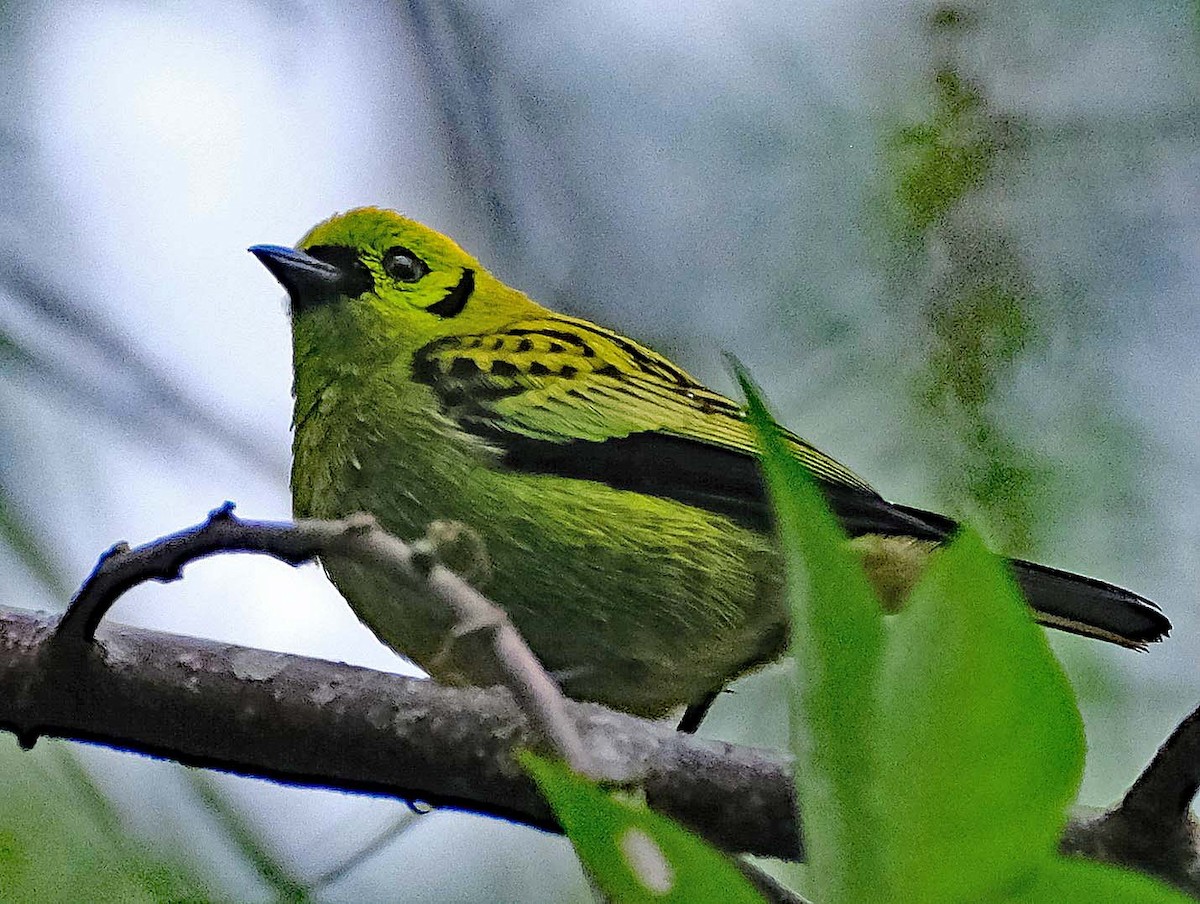 Emerald Tanager - ML617826033