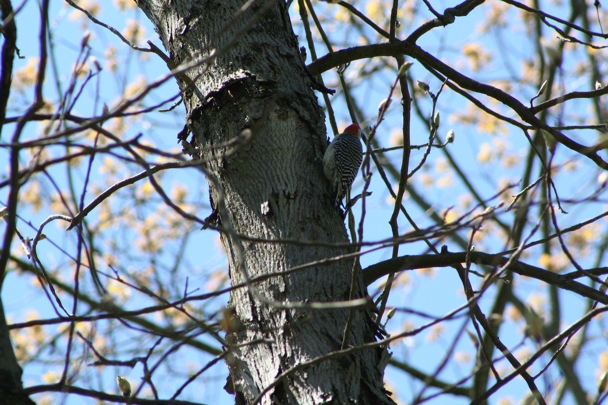 Red-bellied Woodpecker - ML617826044