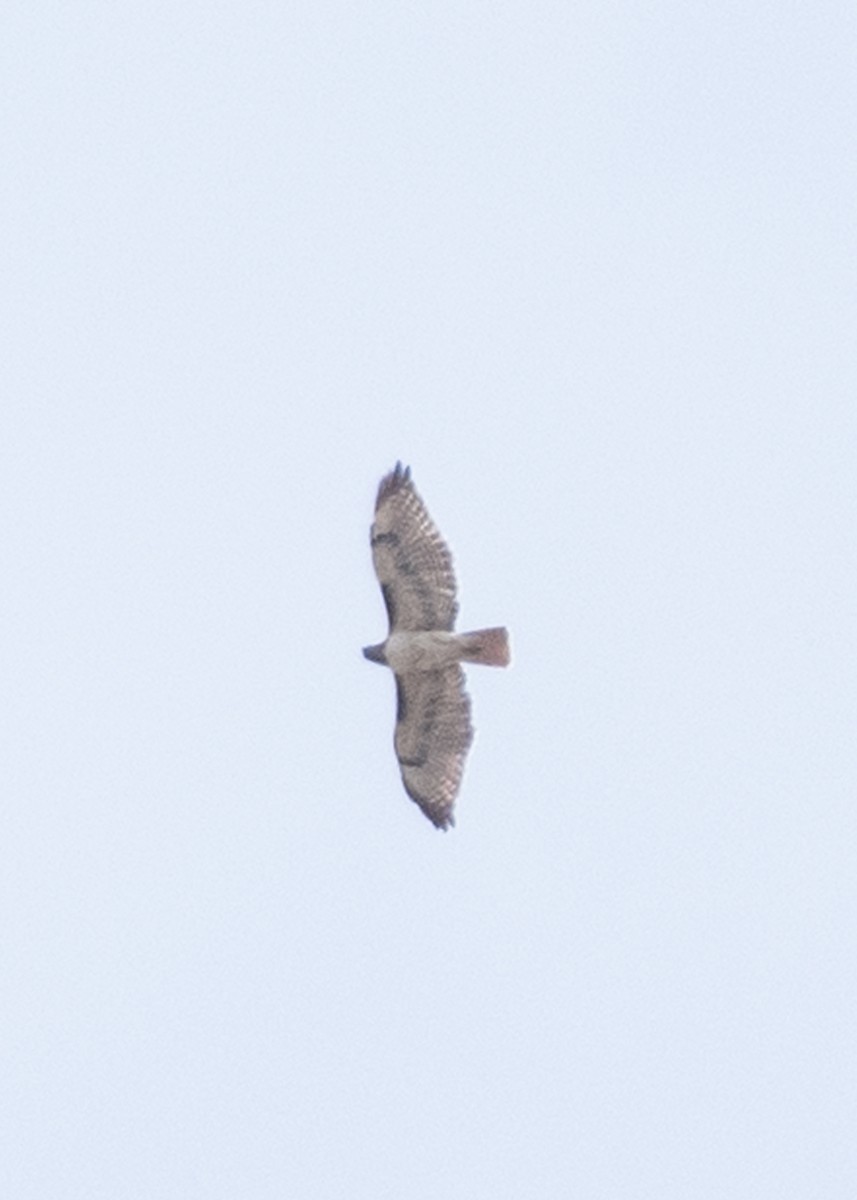 Red-tailed Hawk - Bente Torvund