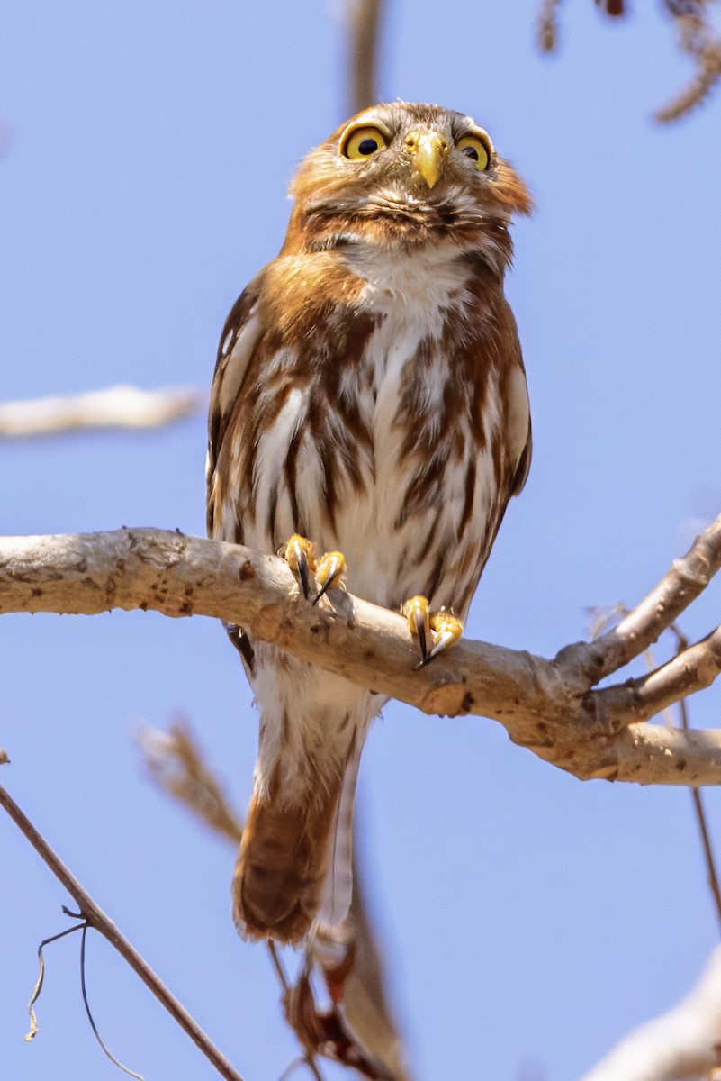 Ferruginous Pygmy-Owl - ML617826071