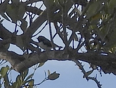 Black-throated Blue Warbler - ML617826097