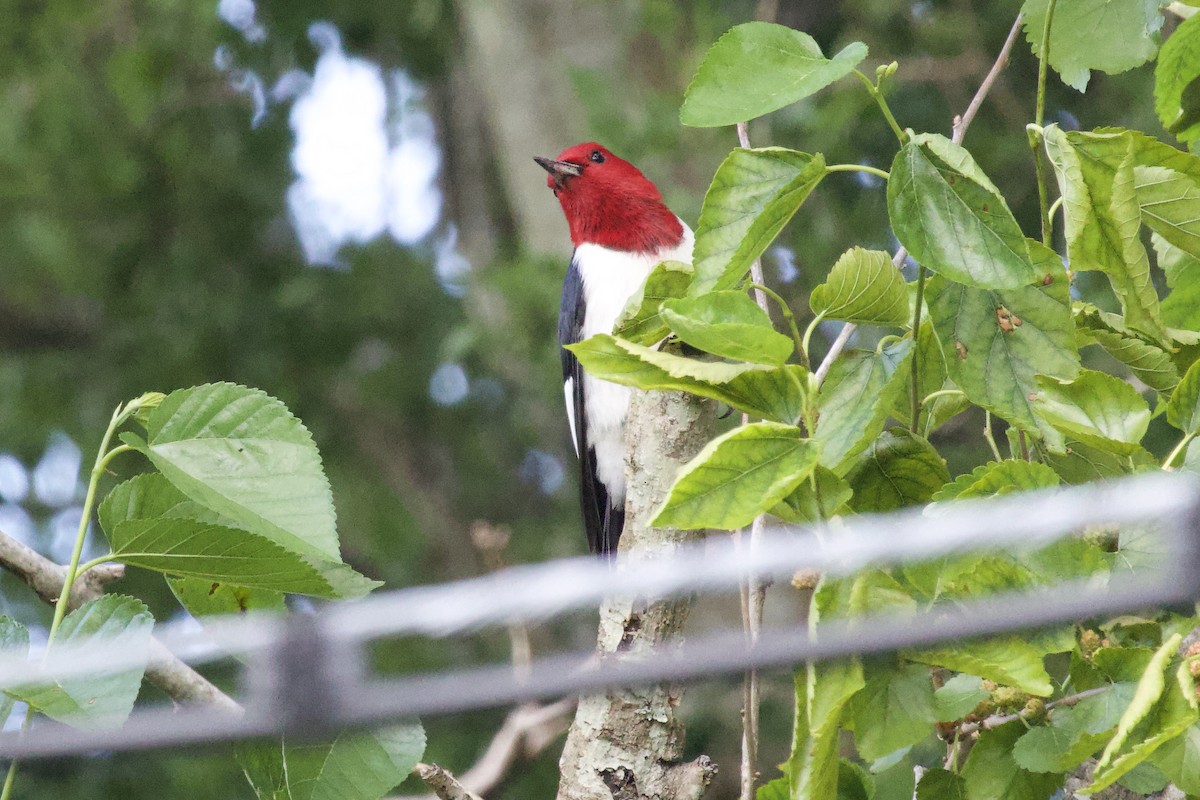 Red-headed Woodpecker - ML617826106