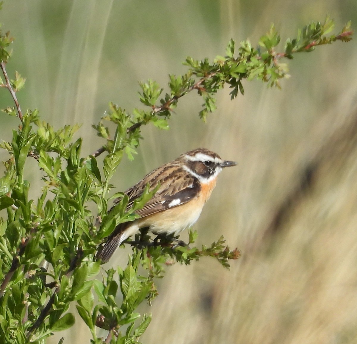 Whinchat - ML617826159