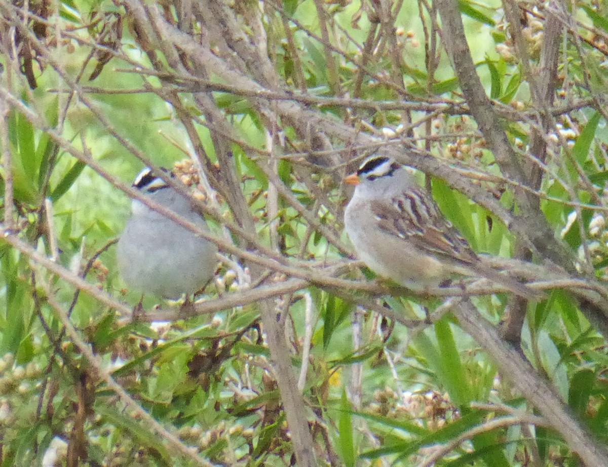 White-crowned Sparrow - ML617826173