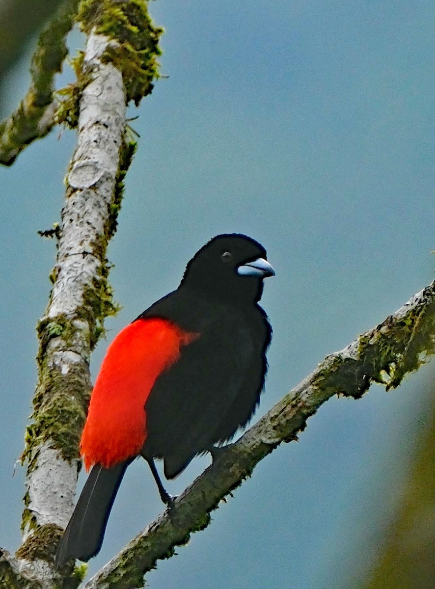Scarlet-rumped Tanager - ML617826175