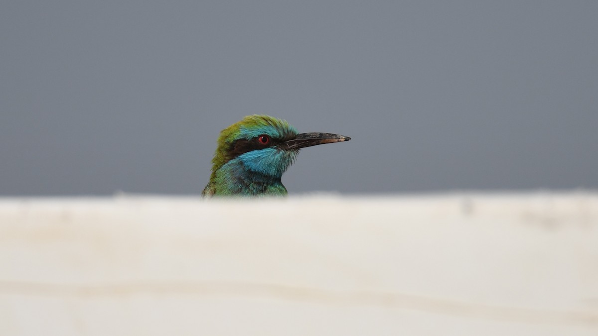 Arabian Green Bee-eater - ML617826260