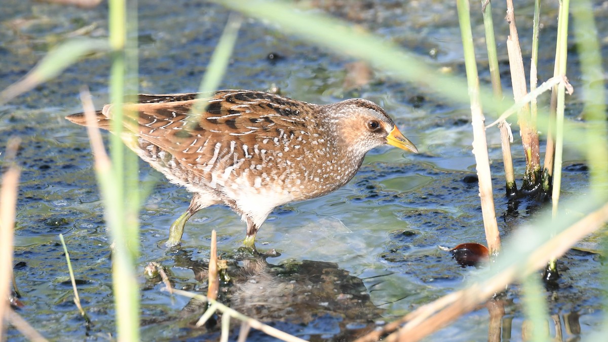 Spotted Crake - ML617826272
