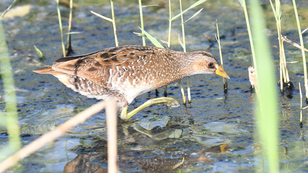 Spotted Crake - ML617826273