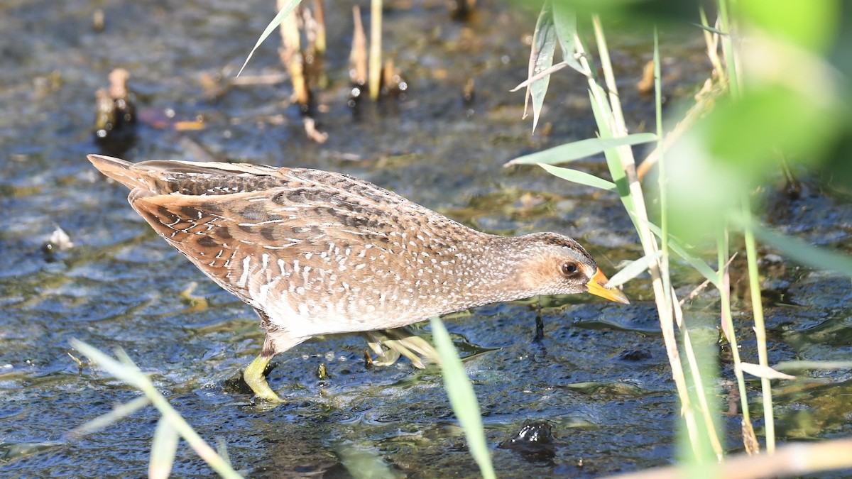 Spotted Crake - ML617826276