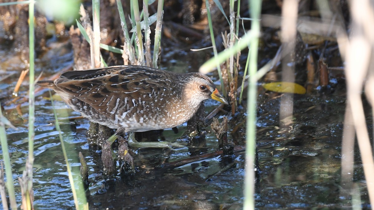Spotted Crake - ML617826279
