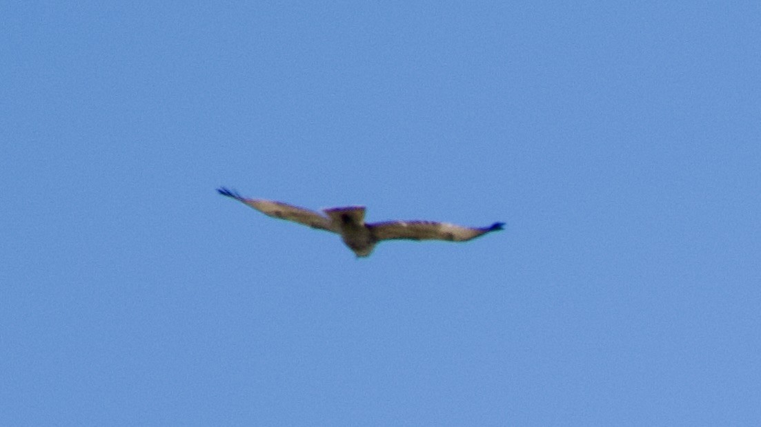 Red-tailed Hawk - ML617826280