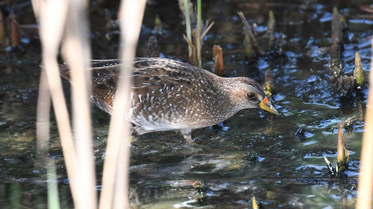 Spotted Crake - ML617826281