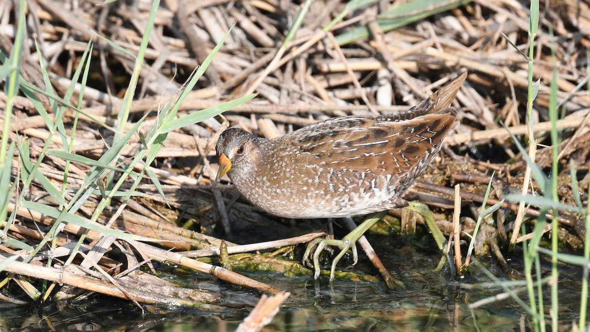 Spotted Crake - ML617826282
