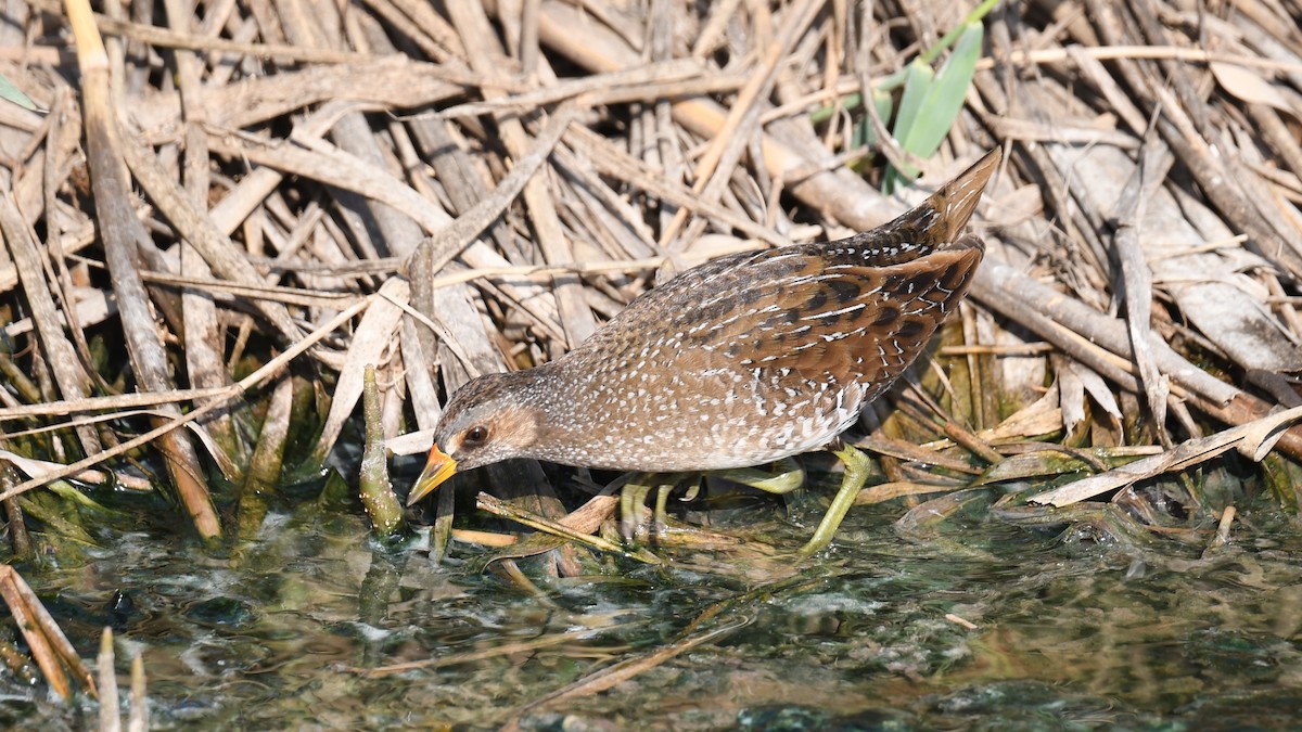 Spotted Crake - ML617826283