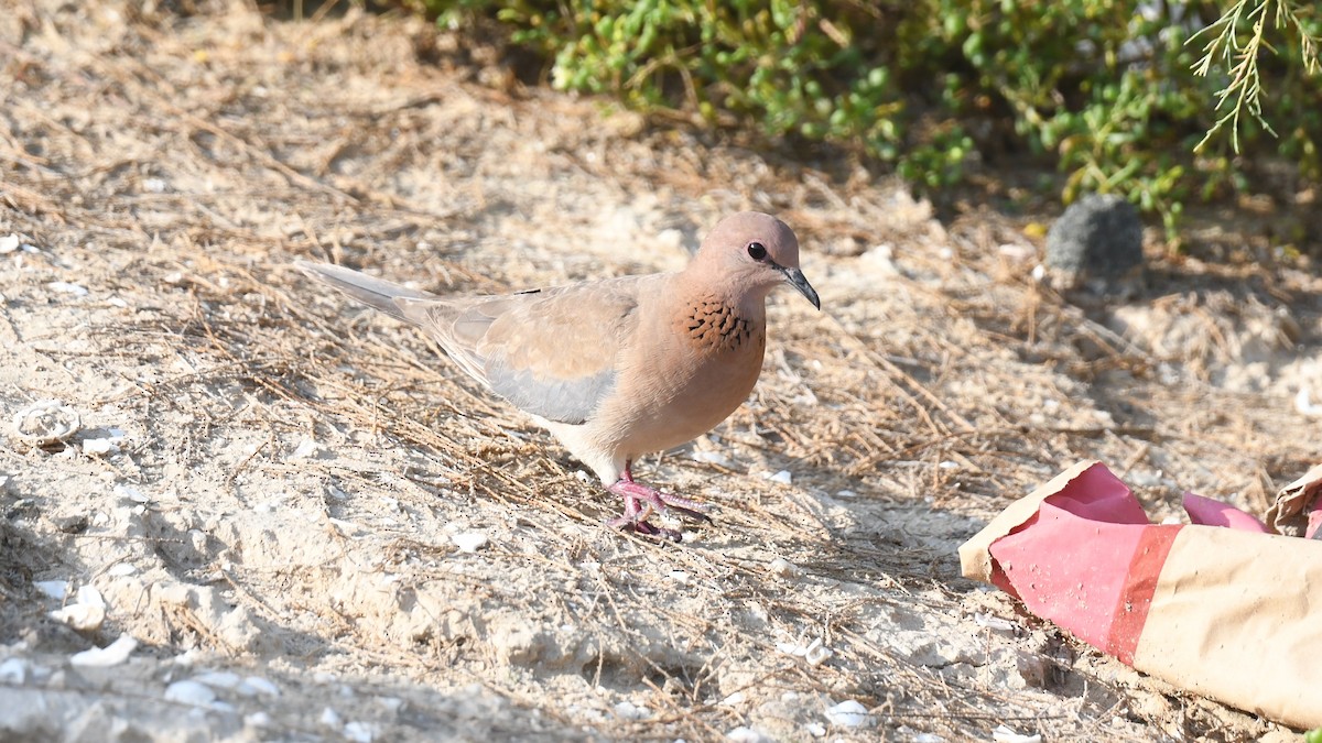 Laughing Dove - ML617826294