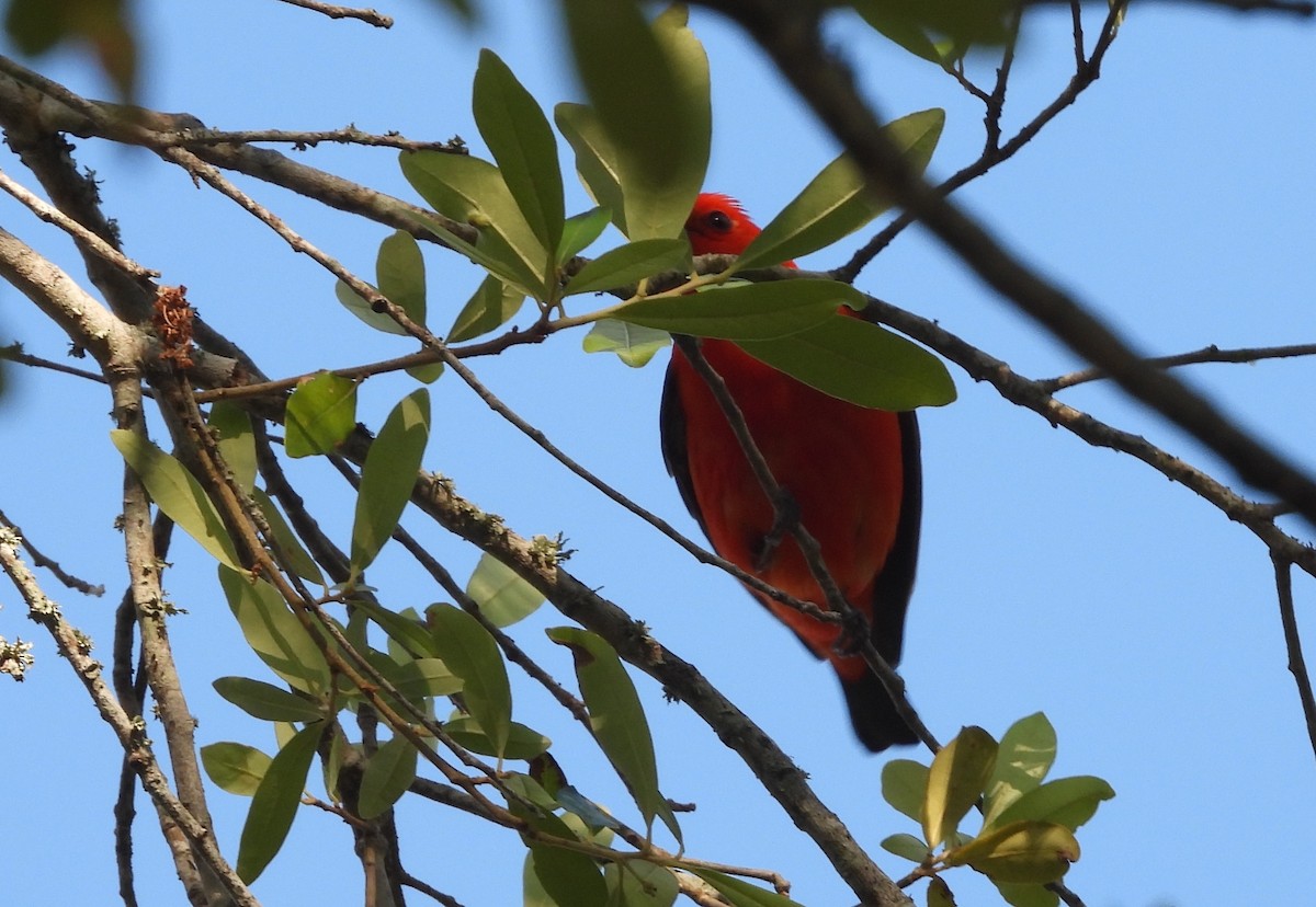 Scarlet Tanager - ML617826297