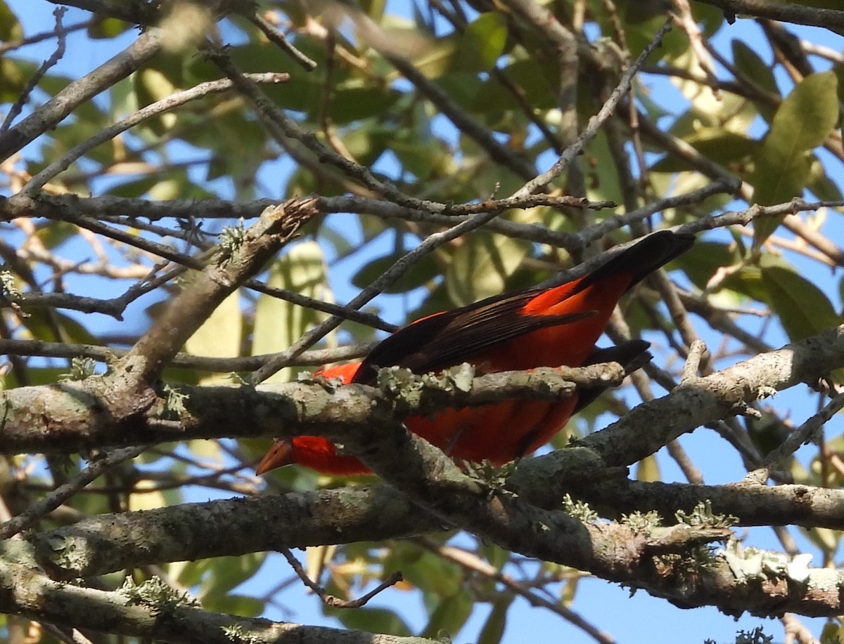 Scarlet Tanager - ML617826299