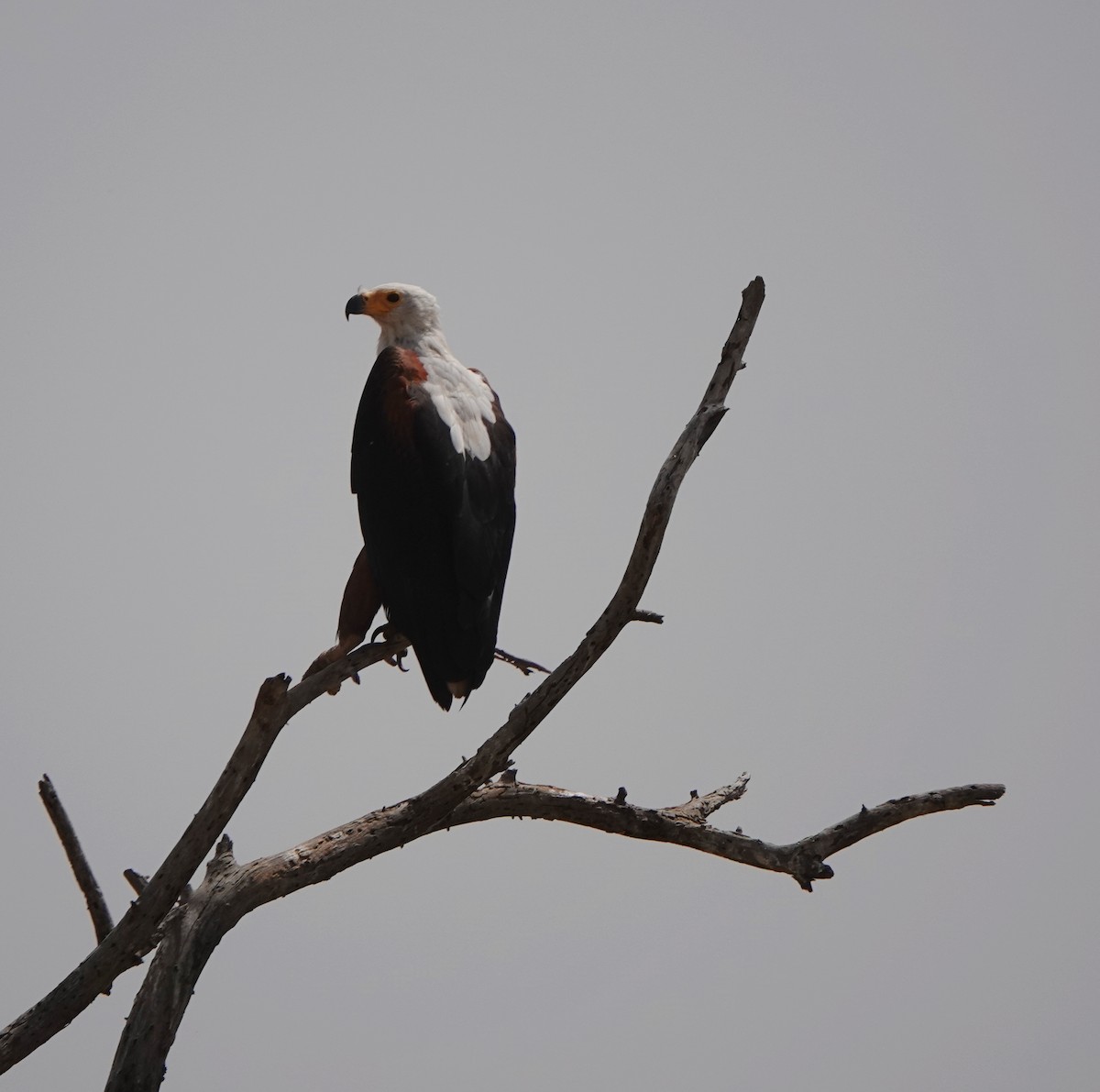 African Fish-Eagle - ML617826301