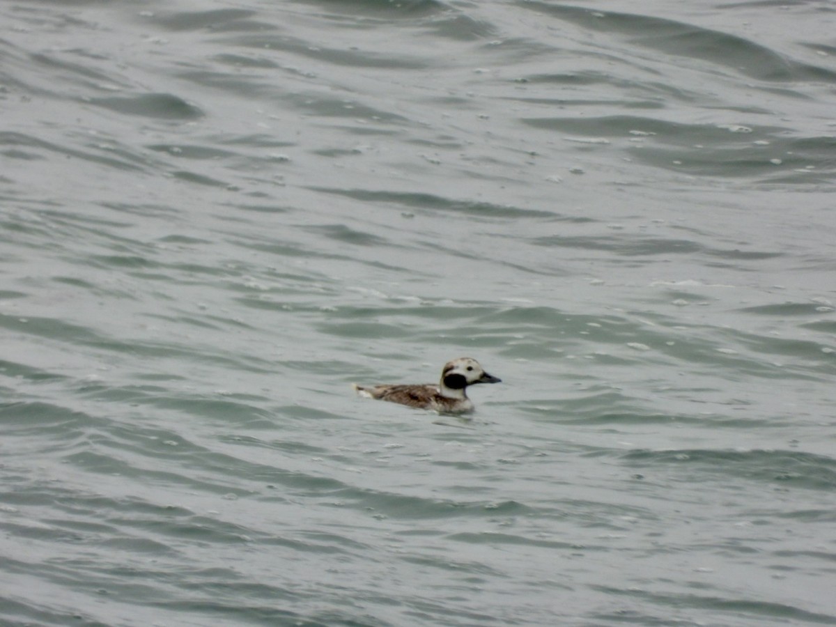 Long-tailed Duck - ML617826307
