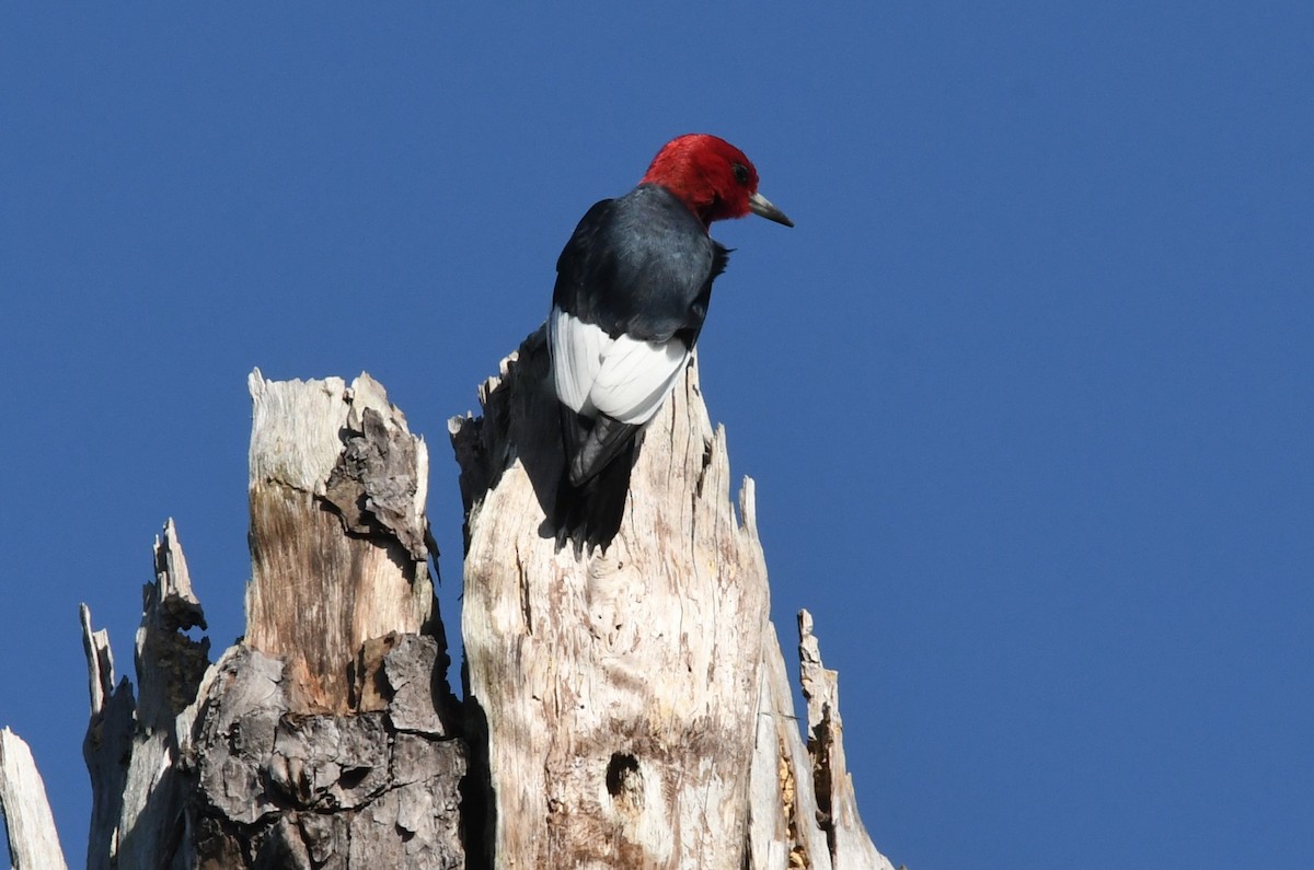 Red-headed Woodpecker - ML617826341