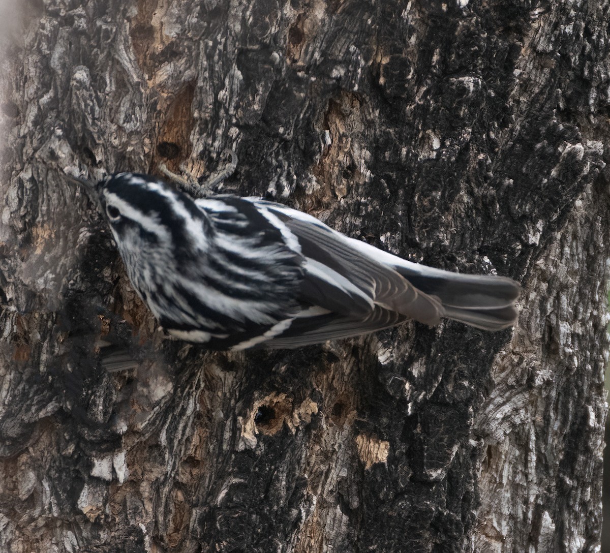 Black-and-white Warbler - Corry Clinton