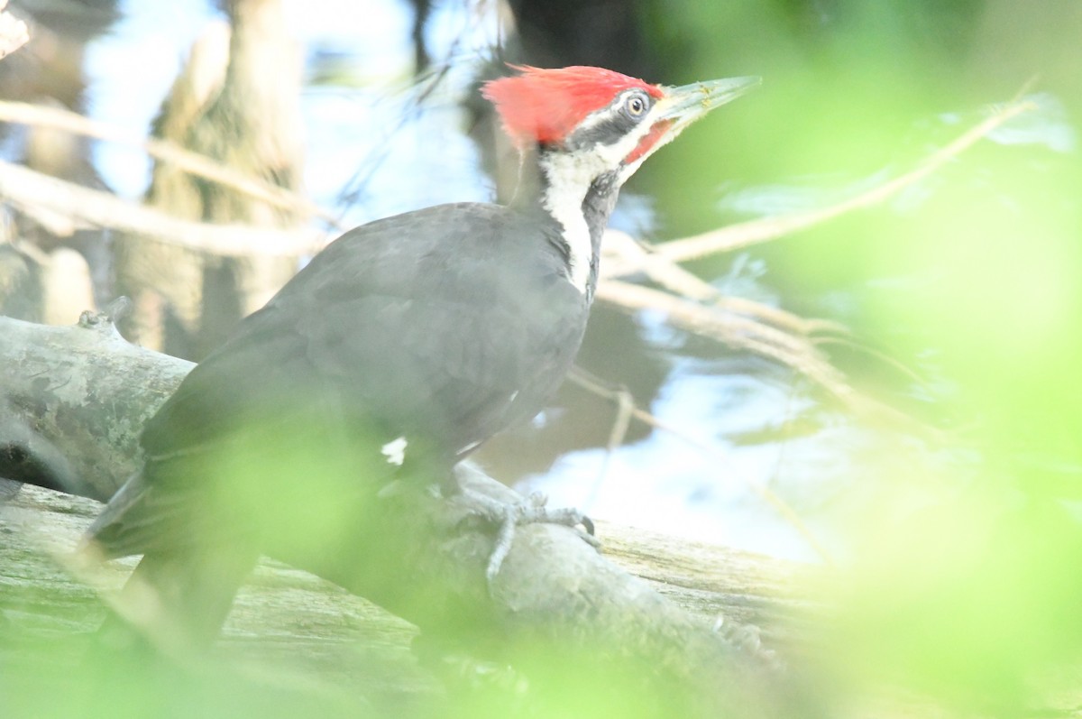 Pileated Woodpecker - Teresa Mawhinney