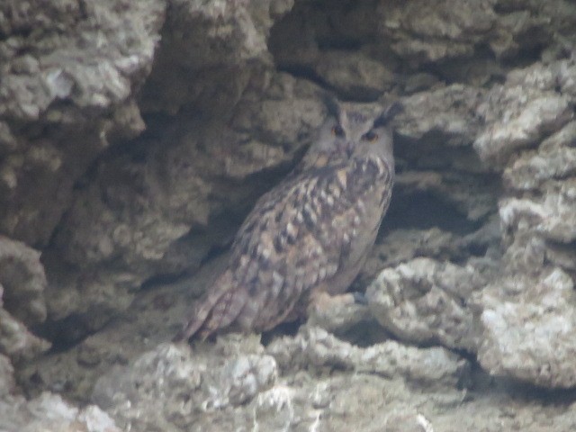 Eurasian Eagle-Owl - ML617826391