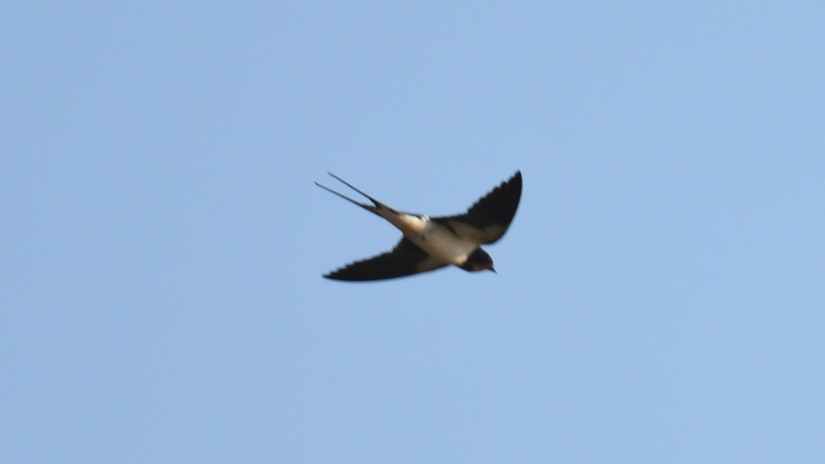 Barn Swallow (White-bellied) - ML617826462
