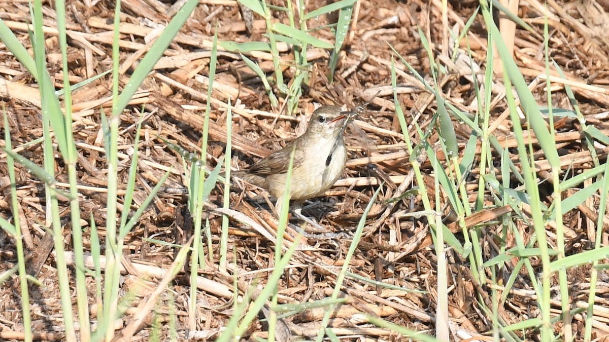 Clamorous Reed Warbler (Brown) - ML617826479