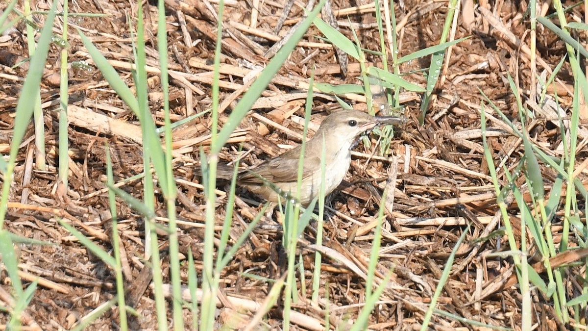 Clamorous Reed Warbler (Brown) - Vlad Sladariu