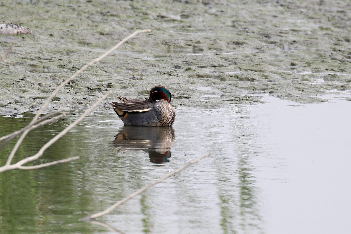 Green-winged Teal - Chih-Wei(David) Lin