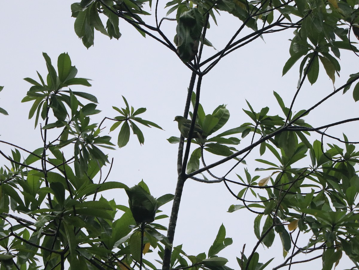 Sri Lanka Green-Pigeon - ML617826488