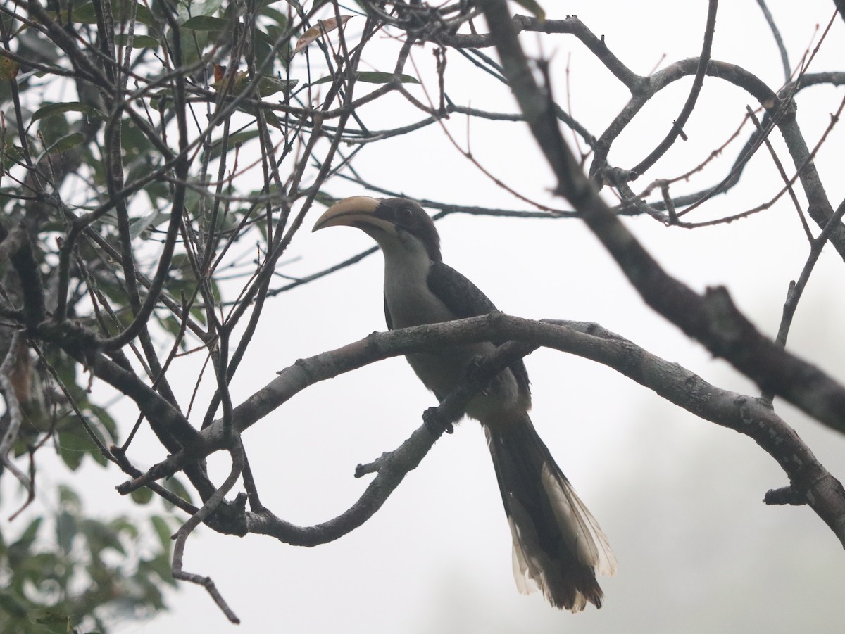Sri Lanka Gray Hornbill - Marco Costa