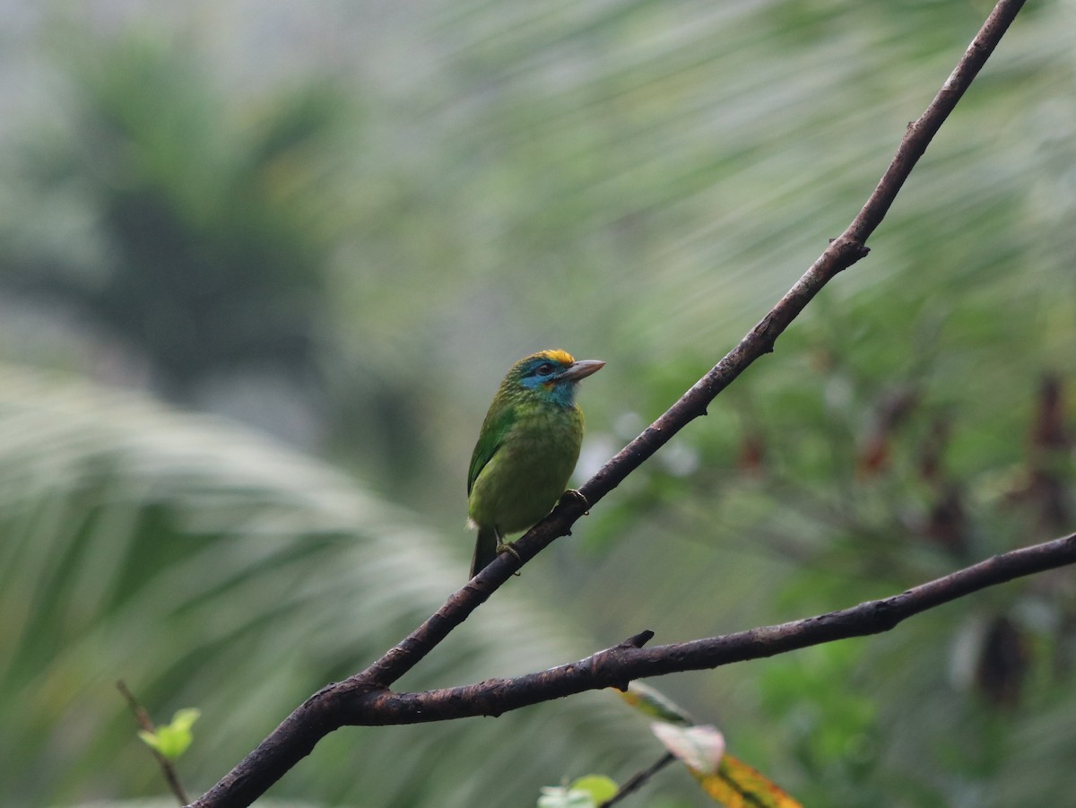 Yellow-fronted Barbet - ML617826543