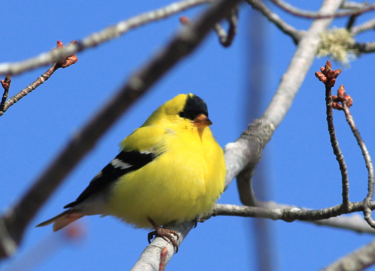 American Goldfinch - Harold Forsyth